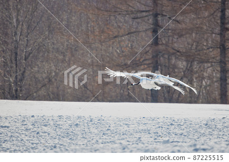 Cranes dancing Cranes dancing 87225515