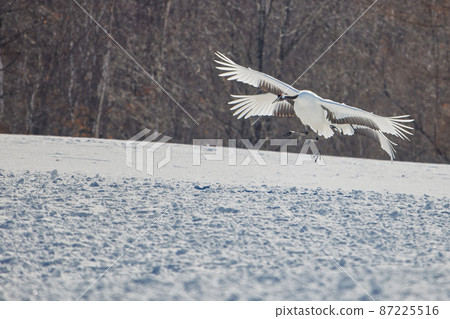 Cranes dancing Cranes dancing 87225516