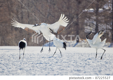 Cranes dancing Cranes dancing 87225527