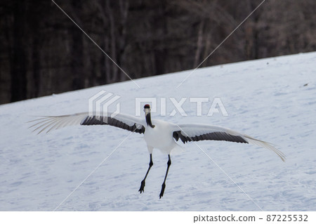 Cranes dancing Cranes dancing 87225532