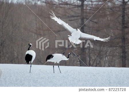Flying crane Flying crane 87225728