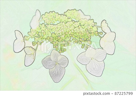 CG image Gaku Hydrangea 2 CG image Gaku Hydrangea 2 87225799