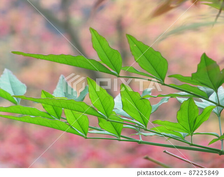 Hsinchu County Neiwan Jianshi Wufeng Qingquan Hsinchu County Neiwan Jianshi Wufeng Qingquan 87225849