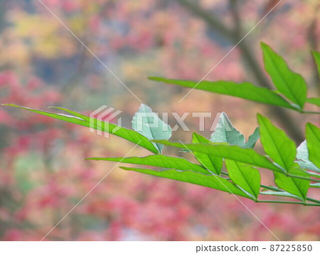 新竹縣內灣尖石五峰清泉 87225850