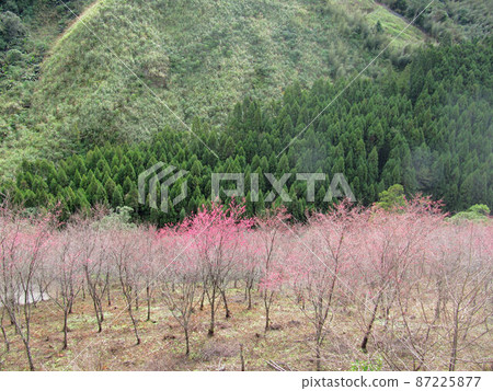 新竹縣內灣尖石五峰清泉 87225877