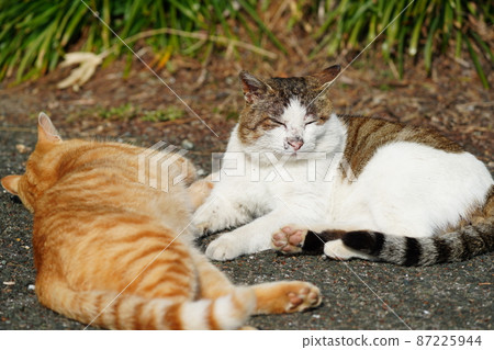 The cold winter is almost over, and parents and children of stray cats sunbathe The cold winter is almost over, and parents and children of stray cats sunbathe 87225944
