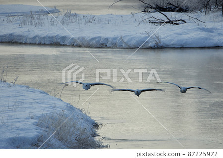 Caterpillar roost surrounded by tree ice 87225972