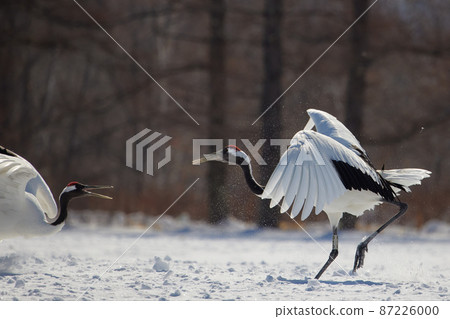 Caterpillar roost surrounded by tree ice Caterpillar roost surrounded by tree ice 87226000