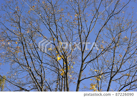 yellow trees with fallen leaves - autumn time yellow trees with fallen leaves - autumn time 87226090