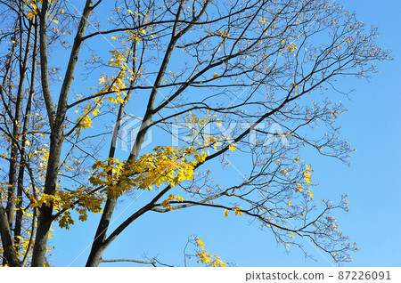 yellow trees with fallen leaves - autumn time yellow trees with fallen leaves - autumn time 87226091