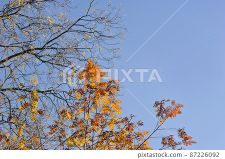 yellow trees with fallen leaves - autumn time yellow trees with fallen leaves - autumn time 87226092