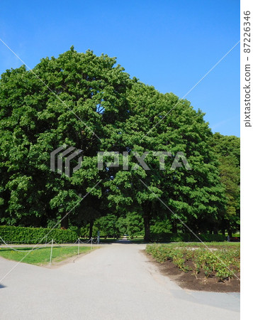 Norway Frognel Park Trees and Roads 87226346
