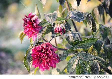 red dahlia in frost - the first autumn frosts red dahlia in frost - the first autumn frosts 87226415