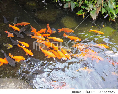 動物 動物 87226629