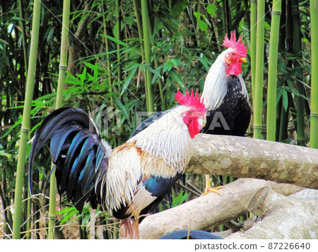 Animal Animal 87226640