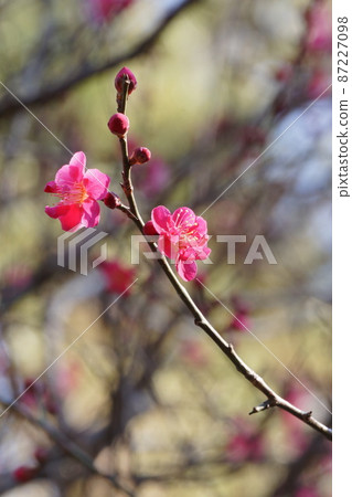 早春公園裡盛開的梅花 早春公園裡盛開的梅花 87227098