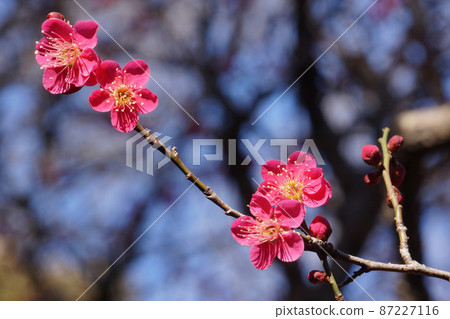 早春公園裡盛開的梅花 87227116