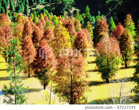 Tree Tree 87227145