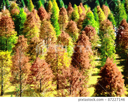 Tree Tree 87227146