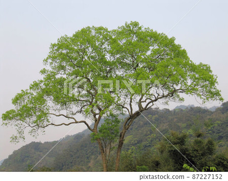 Tree Tree 87227152