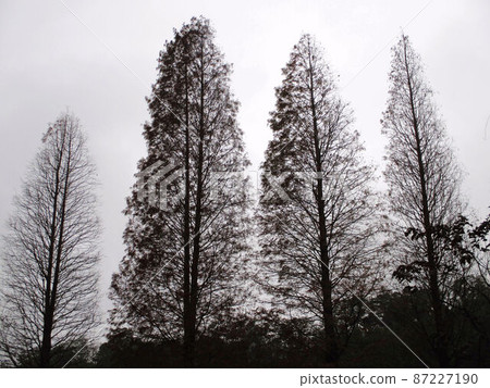 Tree Tree 87227190