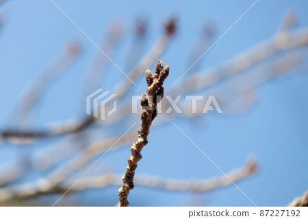 Yoshino cherry tree waiting for spring Yoshino cherry tree waiting for spring 87227192