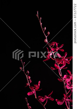 Bright red orchid (mokara flower) Bright red orchid (mokara flower) 87227722