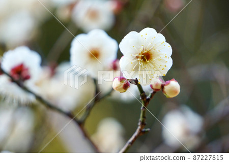 Plum blossoms blooming in the park in early spring Plum blossoms blooming in the park in early spring 87227815