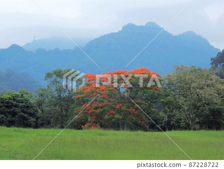 scenery scenery 87228722