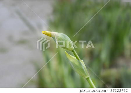 Tall bearded iris Foxfire 87228752