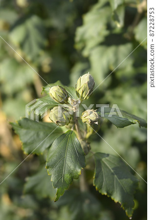 Rose Of Sharon 87228753