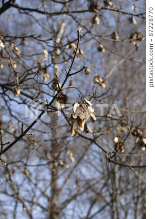 Common sycamore Common sycamore 87228770