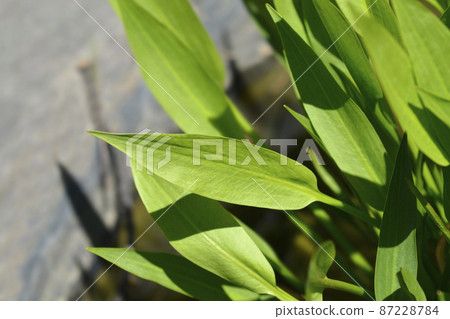 Lance-leaved water plantain 87228784