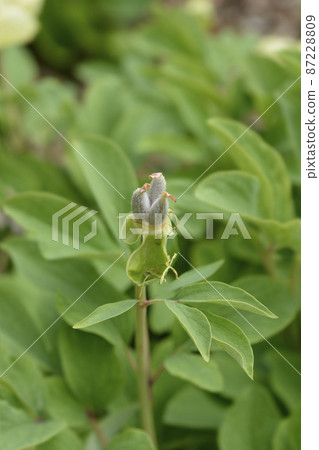 Mlokosewitchs peony 87228809