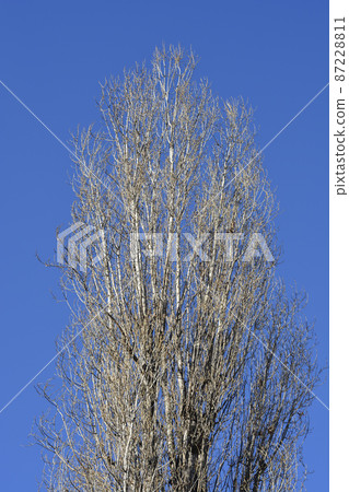 Lombardy poplar 87228811