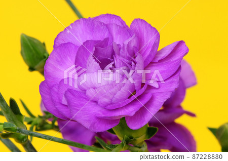 Flower Macro 87228880