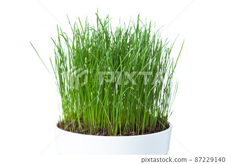 green grass in white pot, isolated on white 87229140
