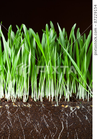 oat grass and roots in soil cross-cut section oat grass and roots in soil cross-cut section 87229154
