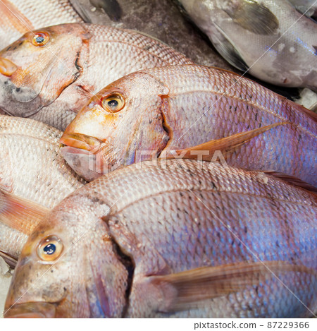 dorado fish 87229366