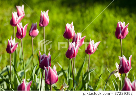 purple tulips flowers on green purple tulips flowers on green 87229392