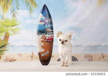 吉娃娃、衝浪板和夏日海灘 87230033