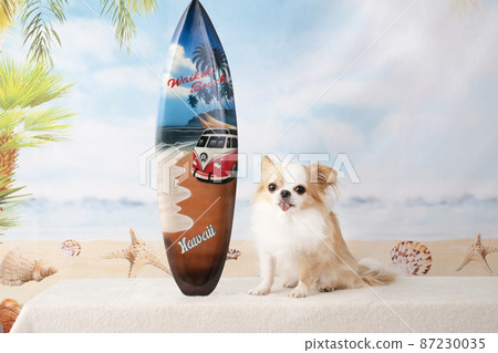 吉娃娃、衝浪板和夏日海灘 87230035
