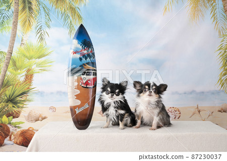 Two chihuahuas, a surfboard and a summer beach 87230037