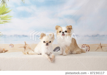 兩隻吉娃娃和一個夏日海灘 87230117