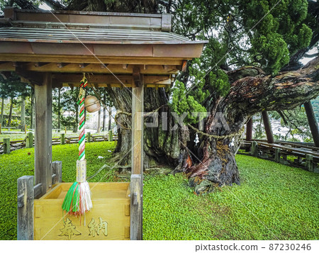 [Giant tree in Kagawa] Shinpaku of Hoshoin 87230246