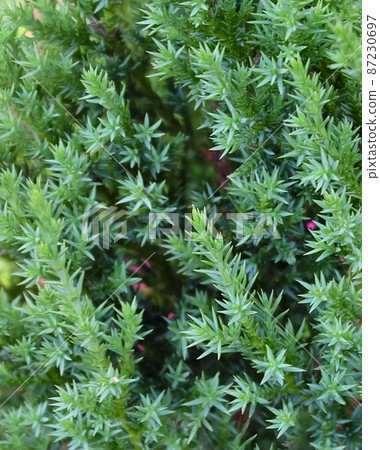 Green Taxus Bccata or European Yew Background 87230697