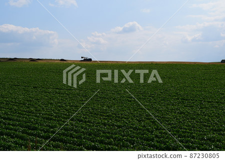 Biei Mamebatake 87230805