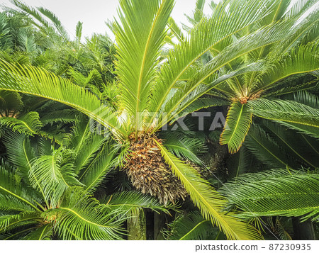 [Giant tree in Kagawa] Large cycad of Oshoji Temple 87230935