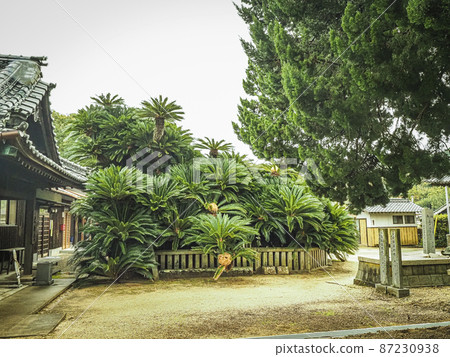 [香川巨樹]大修寺的大蘇鐵 87230938