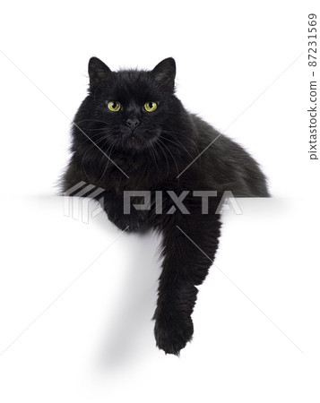 Siberian cat on white background 87231569